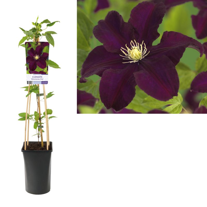 Clematis Warszawska Nike