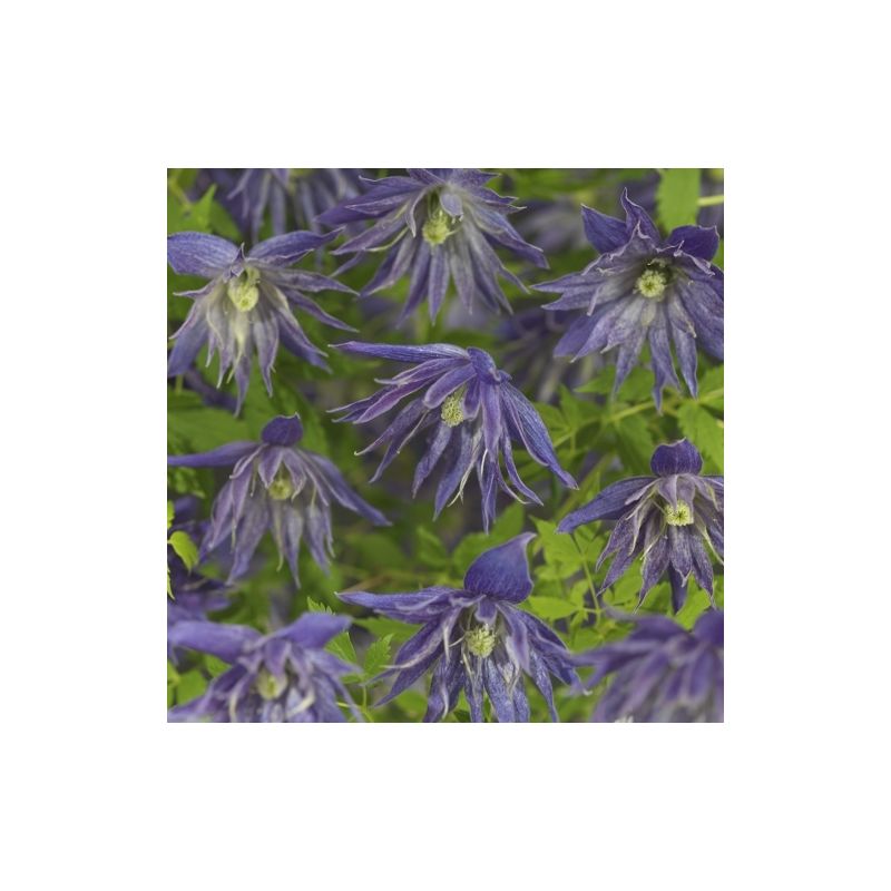 Clematis Spiky