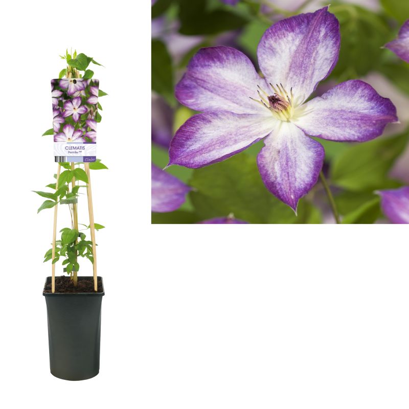 Clematis Pernille 