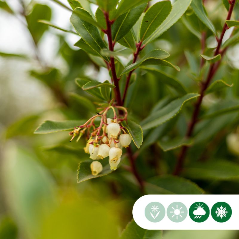 Arbutus unedo - meerstammig