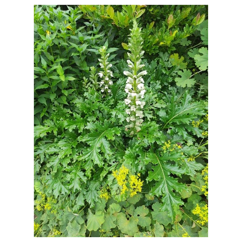 Acanthus White Lips - 6 stuks