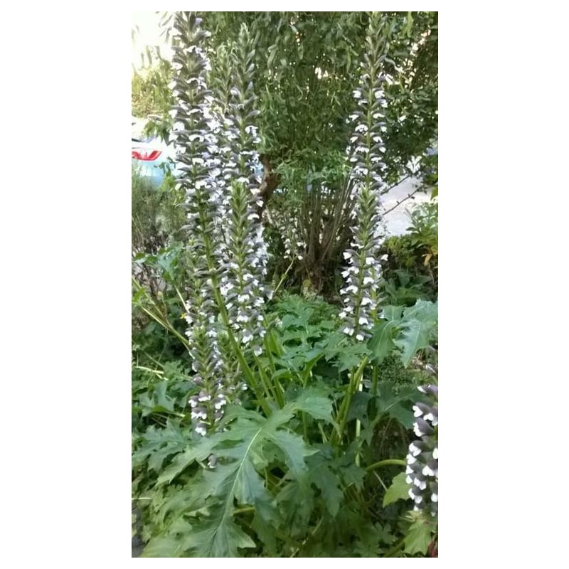 Acanthus mollis - 6 stuks