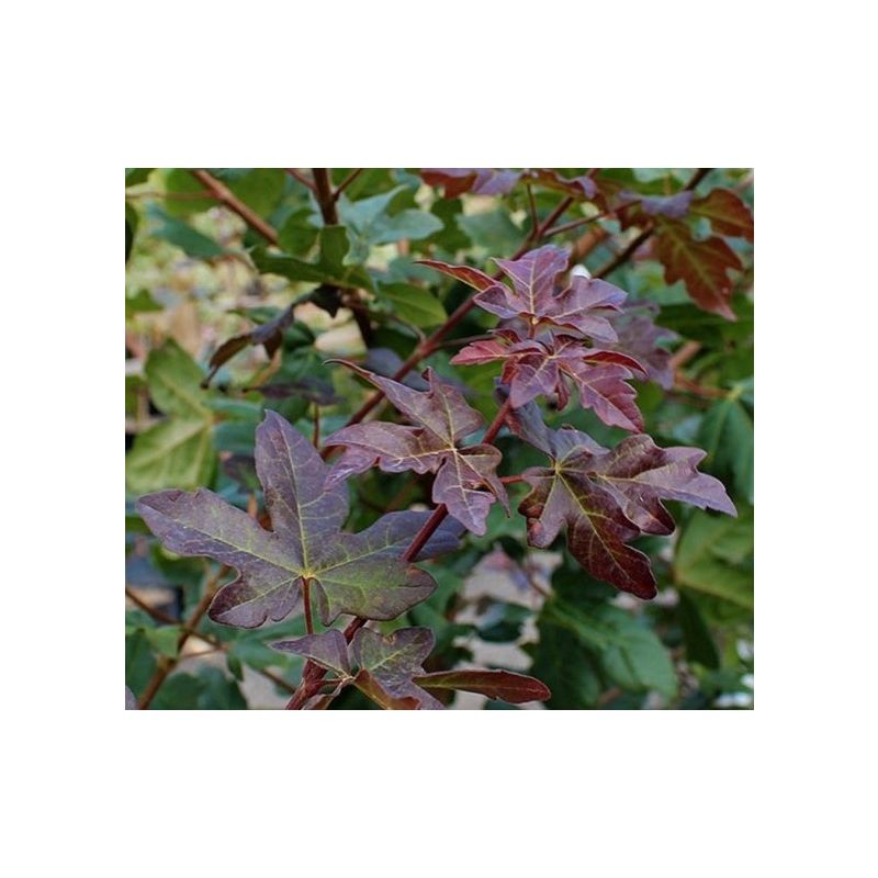 Acer Campestre Red Shine