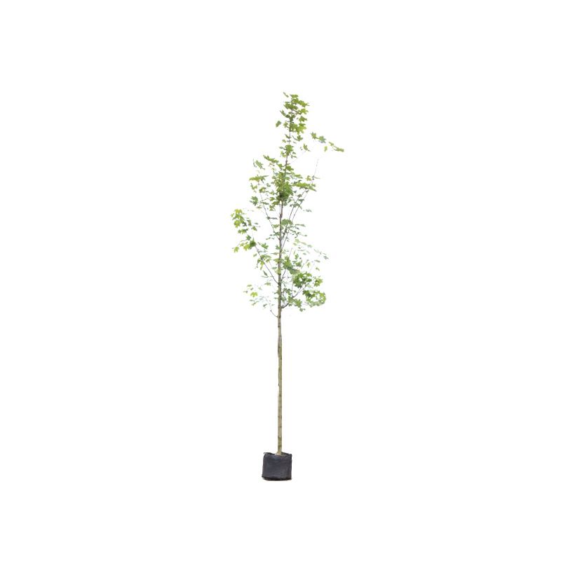 Acer Platanoides Emmerald Queen