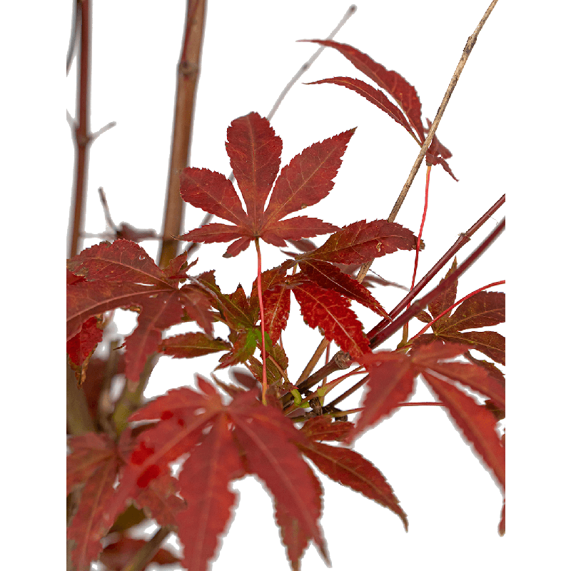 Acer Atropurpureum