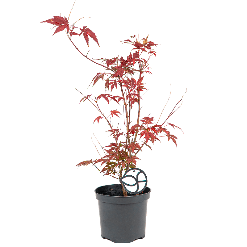 Acer Atropurpureum