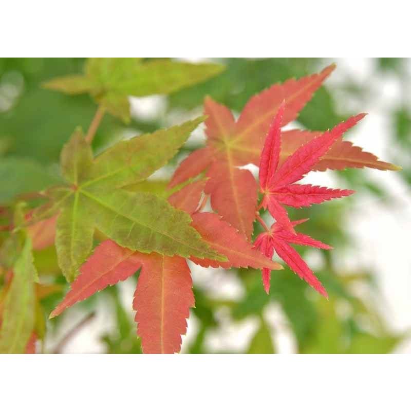 Acer Beni-maiko