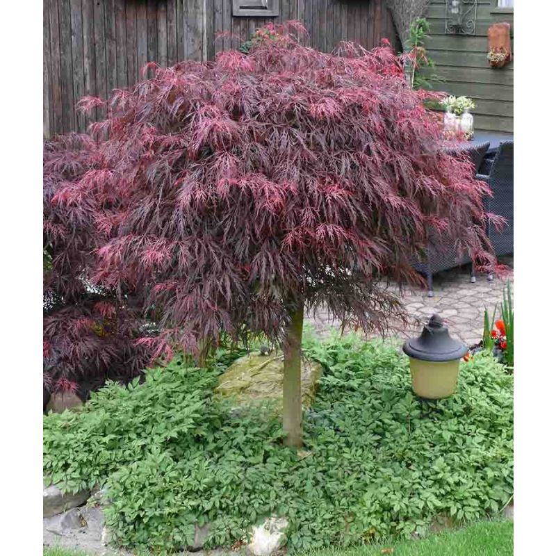 Acer Garnet