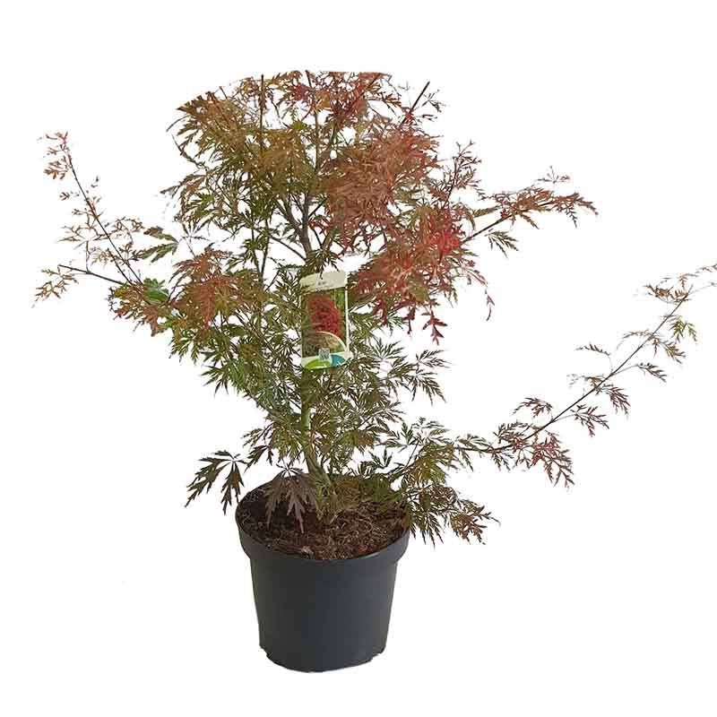 Acer Garnet