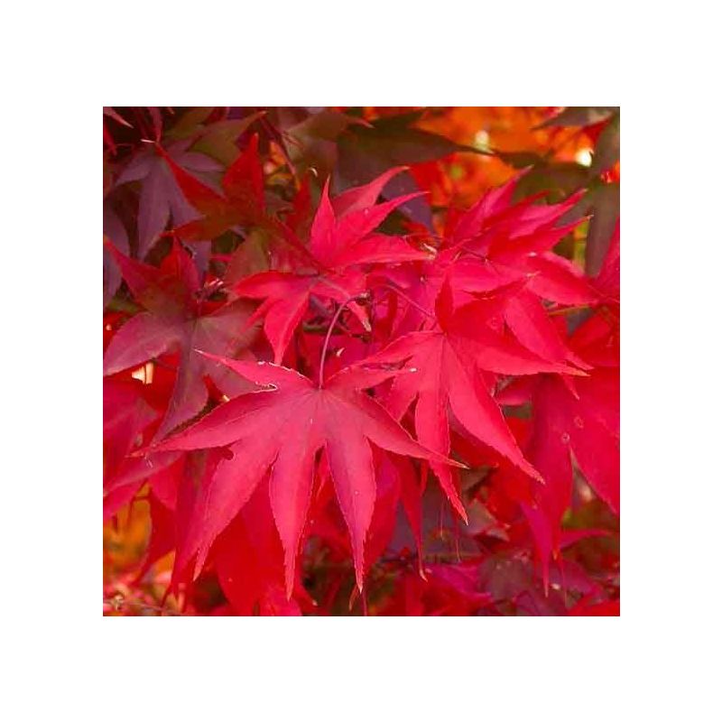 Acer Palmatum Osakazuki