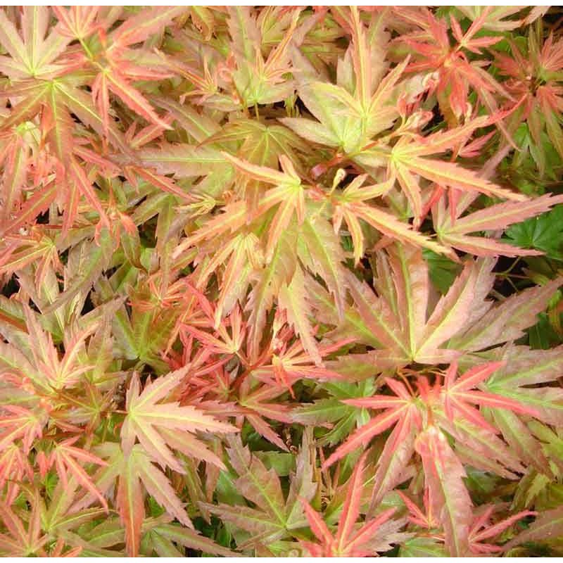 Acer Wilson's Pink Dwarf