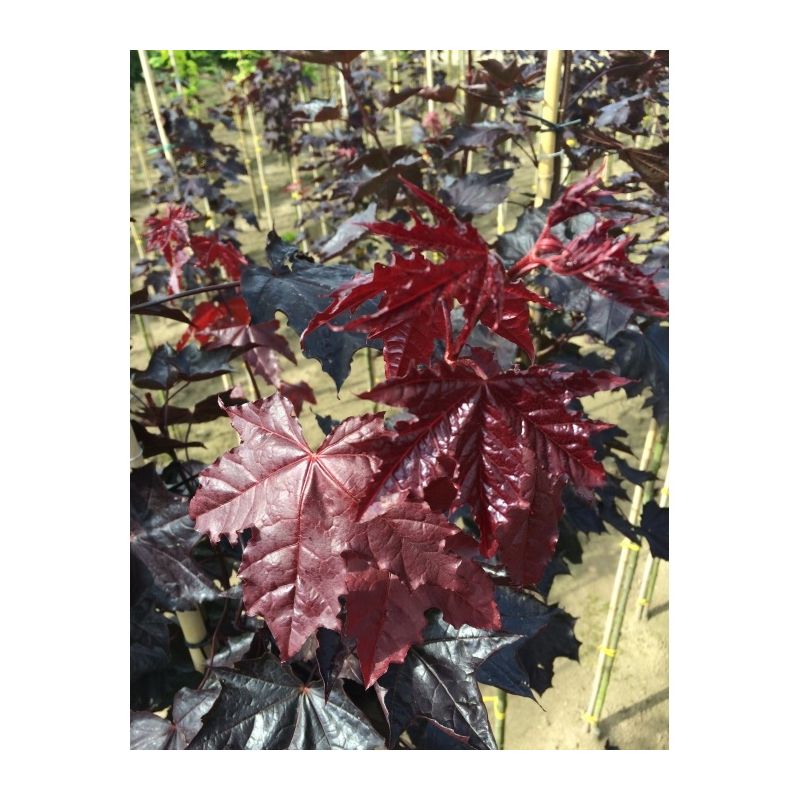 Acer Platanoides Royal Red - leiboom