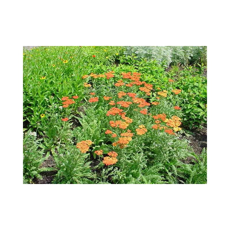 Achillea Terracotta - 6 stuks