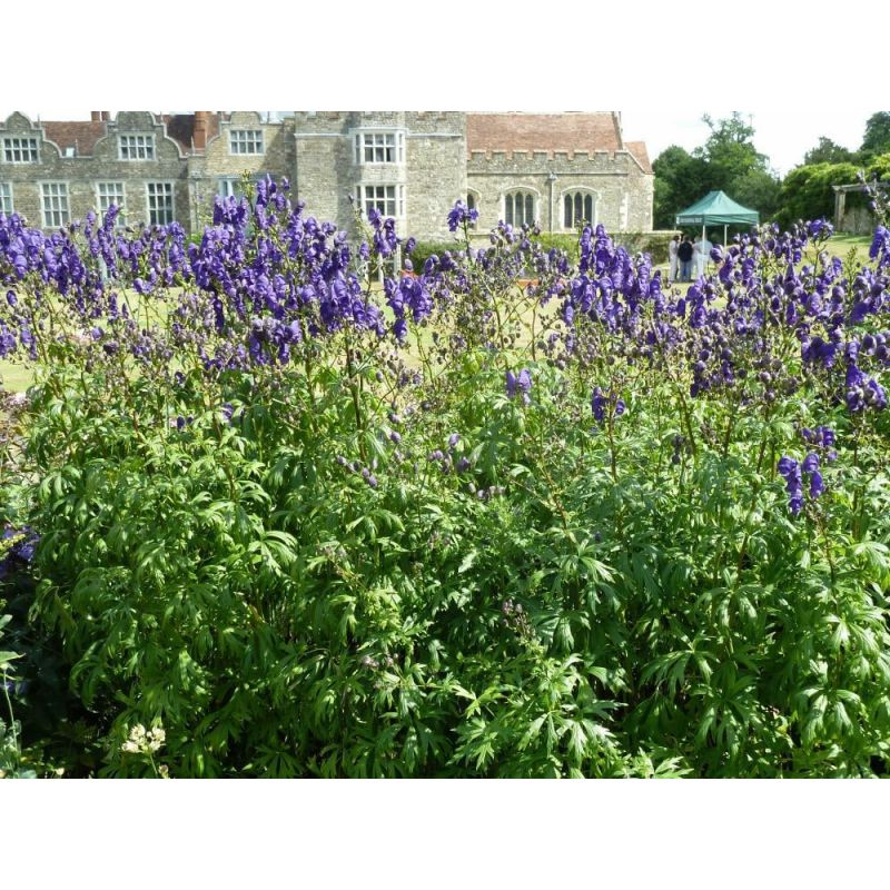 Aconitum Arendsii - 6 stuks