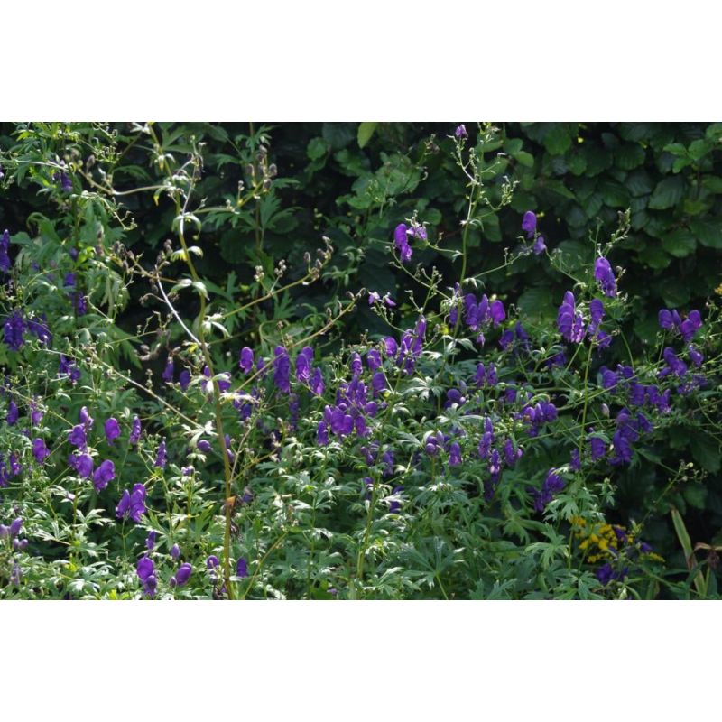 Aconitum Spark's Variety - 6 stuks