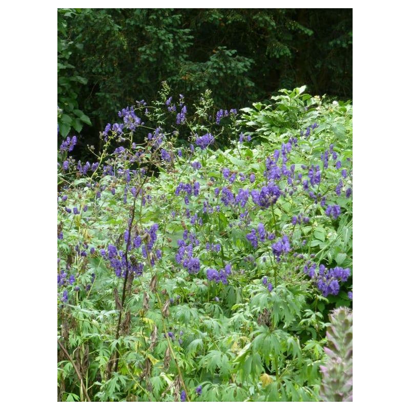 Aconitum napellus - 6 stuks