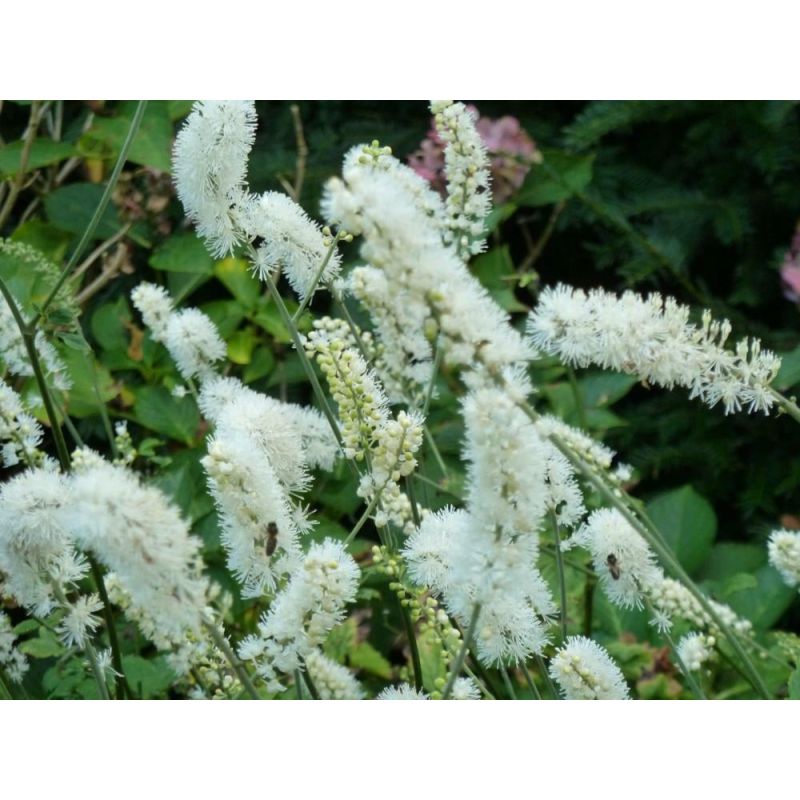 Actaea White Pearl - 6 stuks