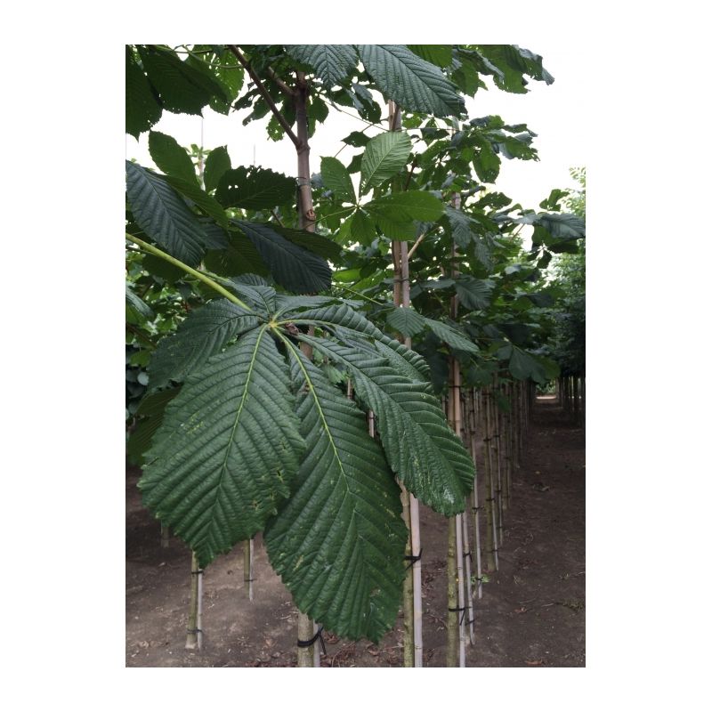 Aesculus Hippocastanum - meerstammig