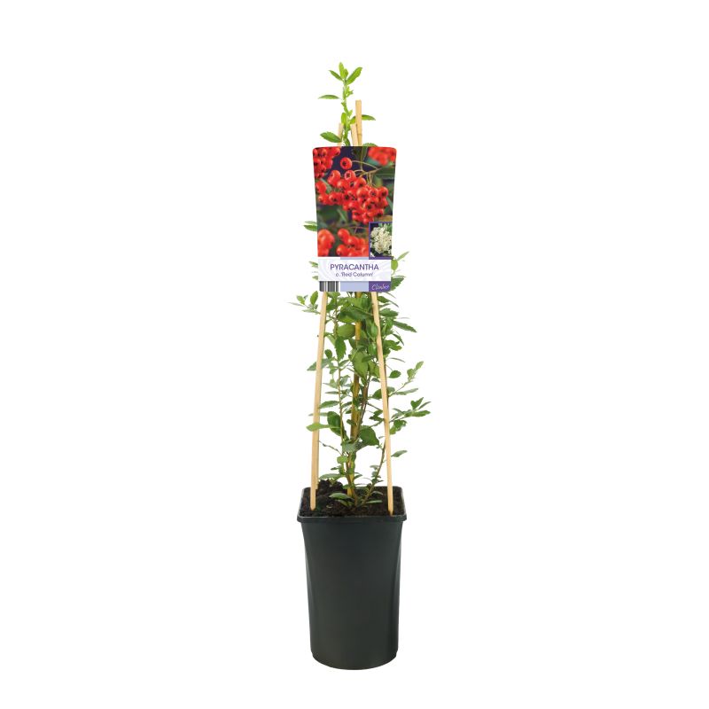 Pyracantha Red Column