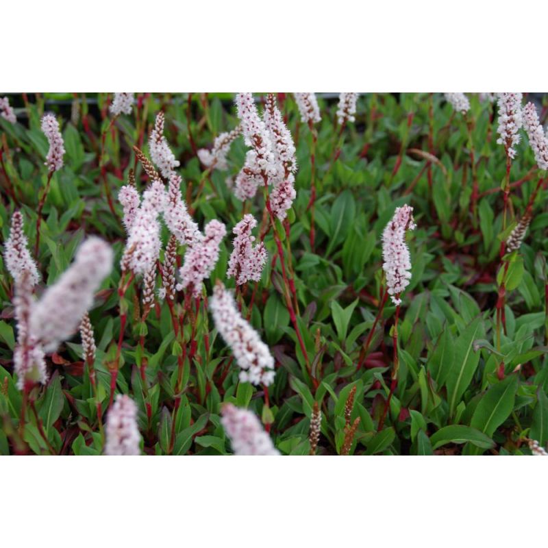 Persicaria affinis - 6 stuks