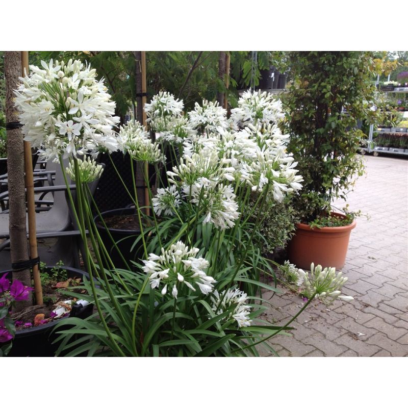 Agapanthus Albus - 6 stuks