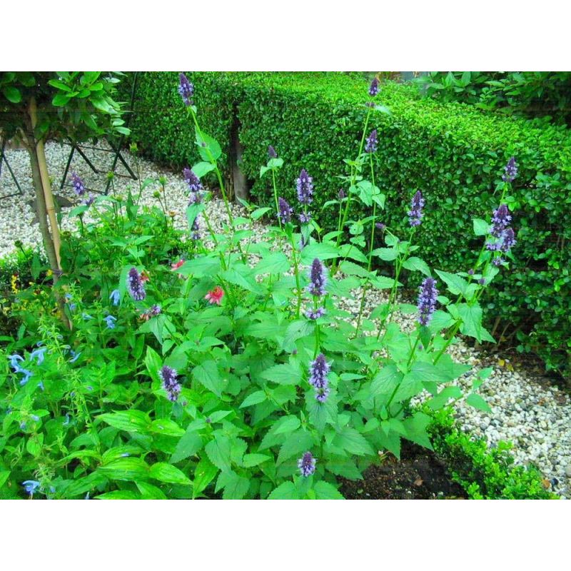 Agastache Black Adder - 6 stuks