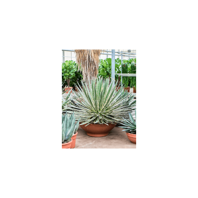 Agave geminiflora variegata