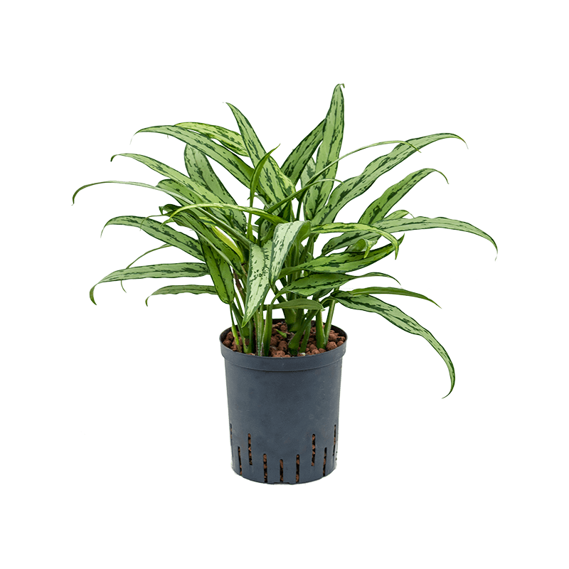 Aglaonema Cutlass