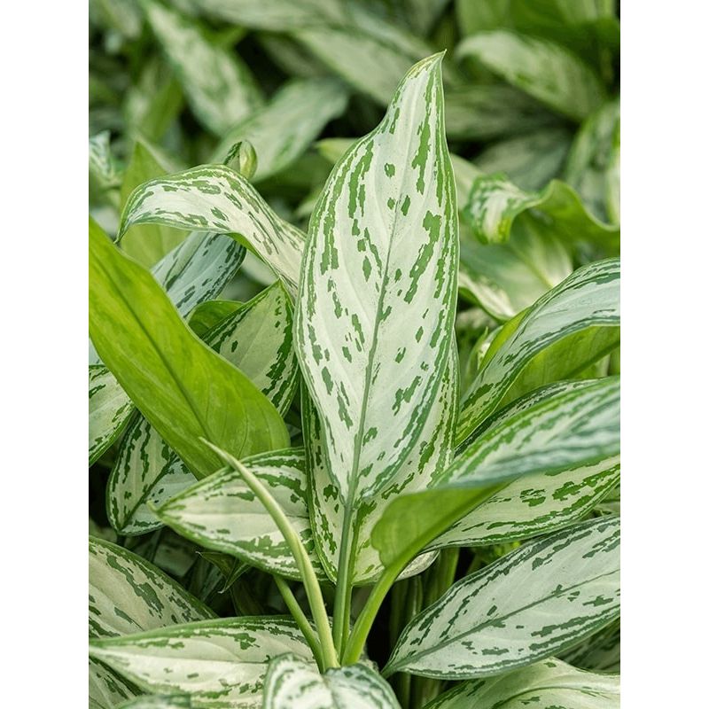 Aglaonema Silver Queen