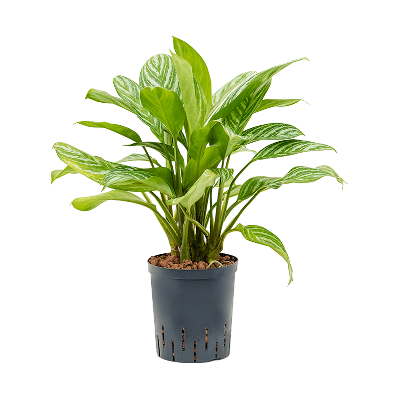 Aglaonema Stripes