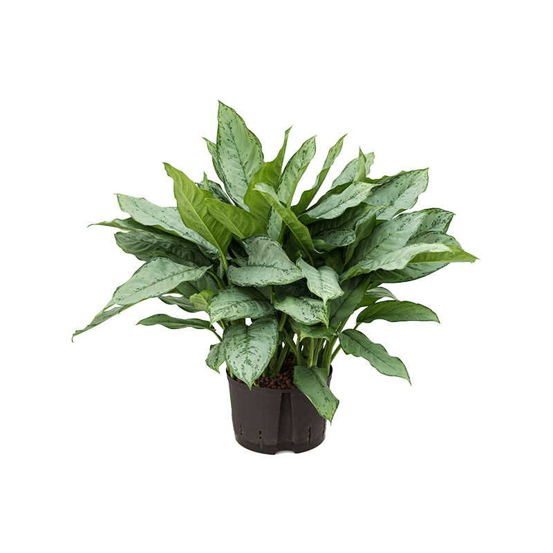 Aglaonema Freedman