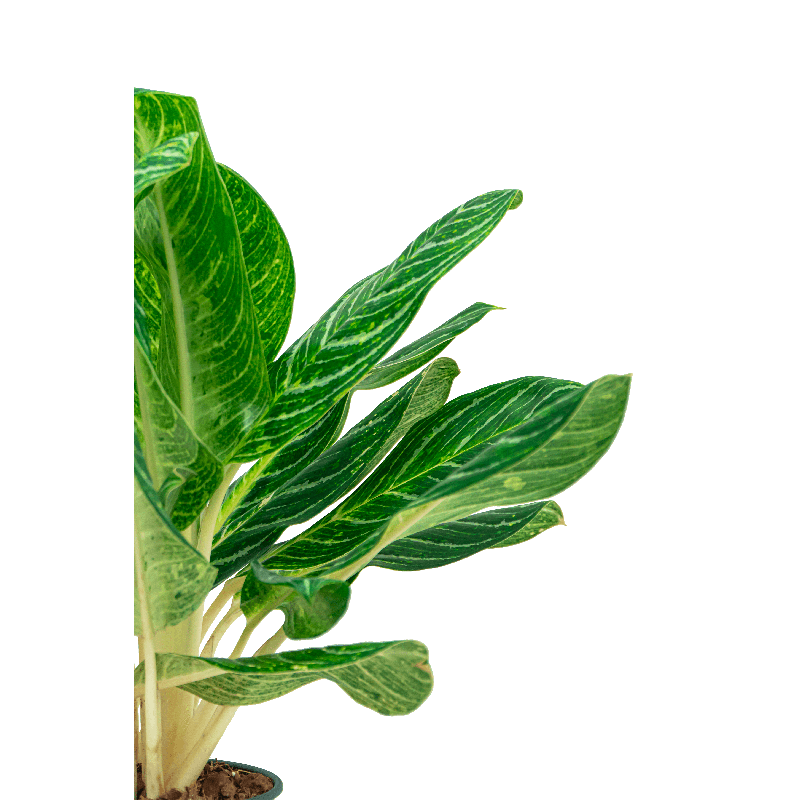 Aglaonema 'Key Lime' in Lechuza Rondo