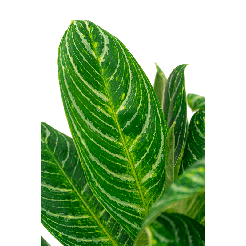 Aglaonema Key Lime in Amora Goud