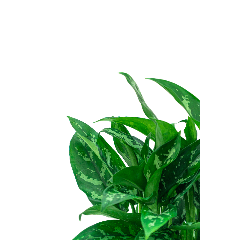 Aglaonema 'Maria' in Amora