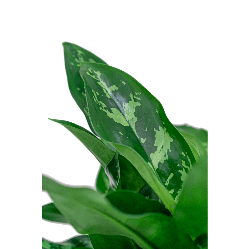 Aglaonema 'Maria' in Amora