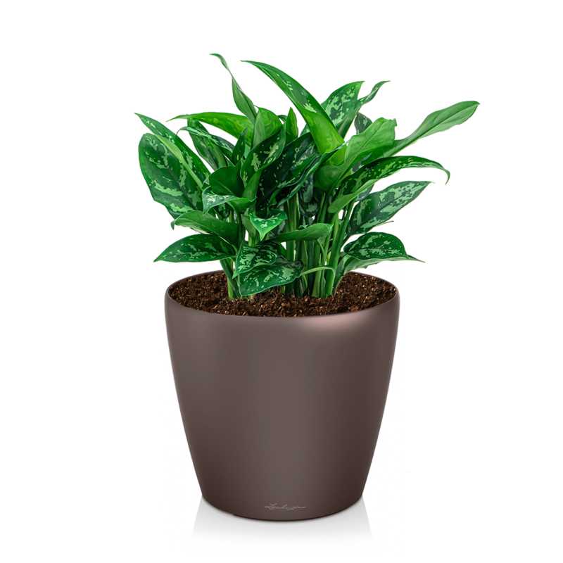 Aglaonema Maria in watergevende Classico bruin