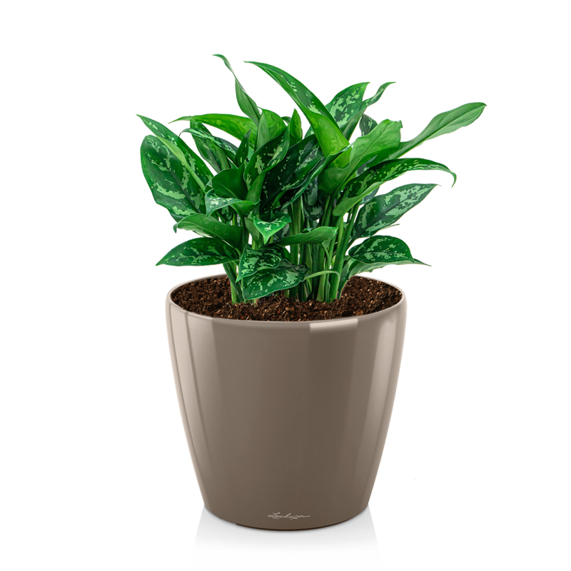 Aglaonema Maria in watergevende Classico taupe