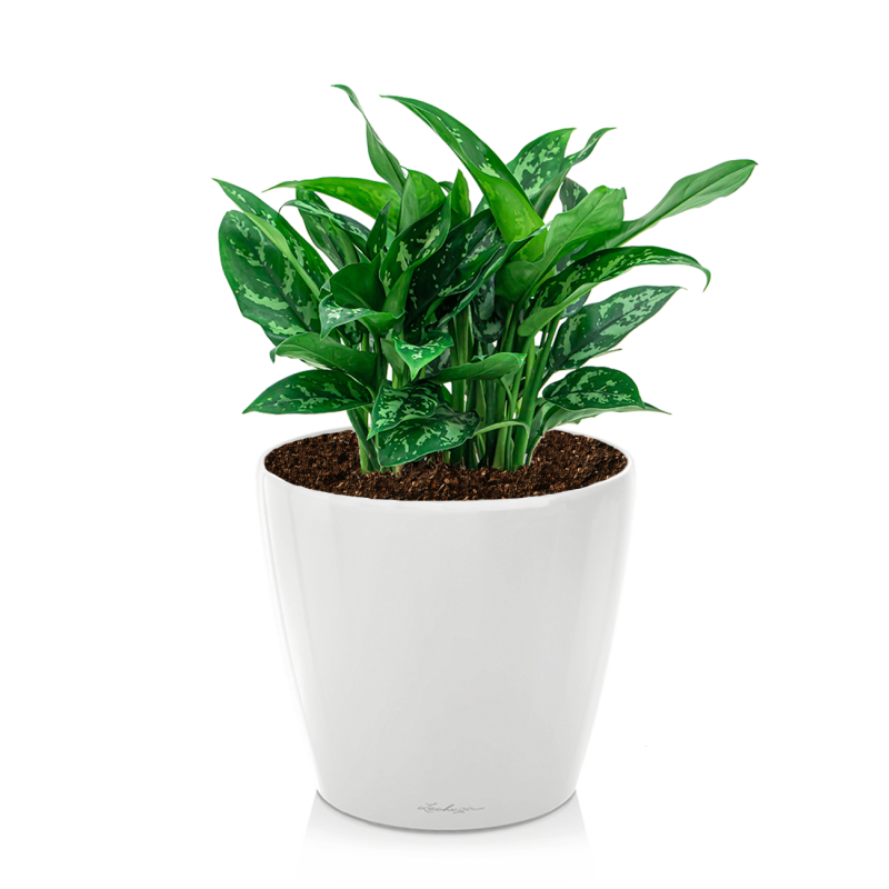 Aglaonema Maria in watergevende Classico wit