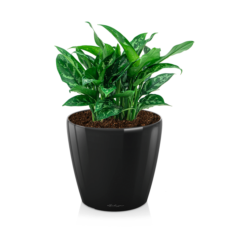 Aglaonema Maria in watergevende Classico zwart