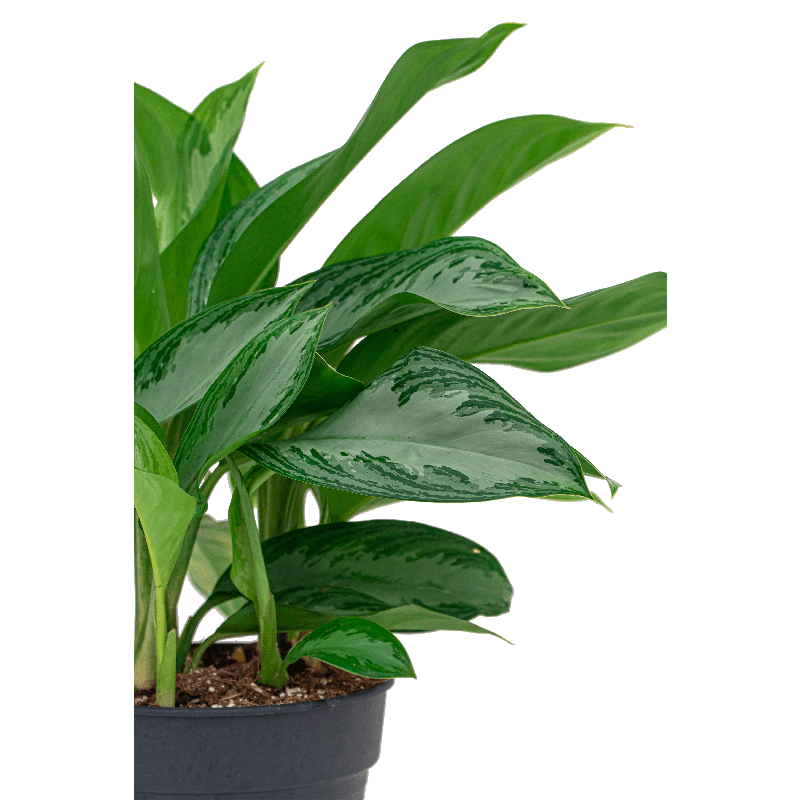 Aglaonema Silver Bay in Amora Vase Goud