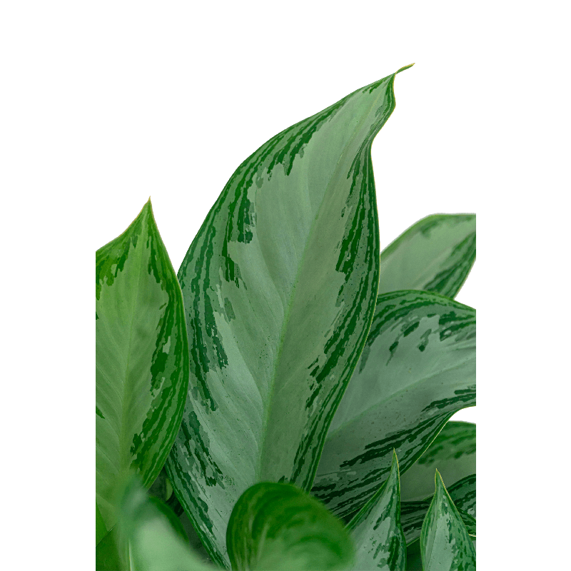 Aglaonema Silver Bay in Drypot Rattan Stripe Round Grey