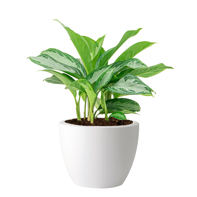 Aglaonema Silver Bay in Elho Pure Soft wit