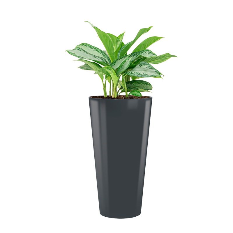 Aglaonema Silver Bay in Runner rond antraciet