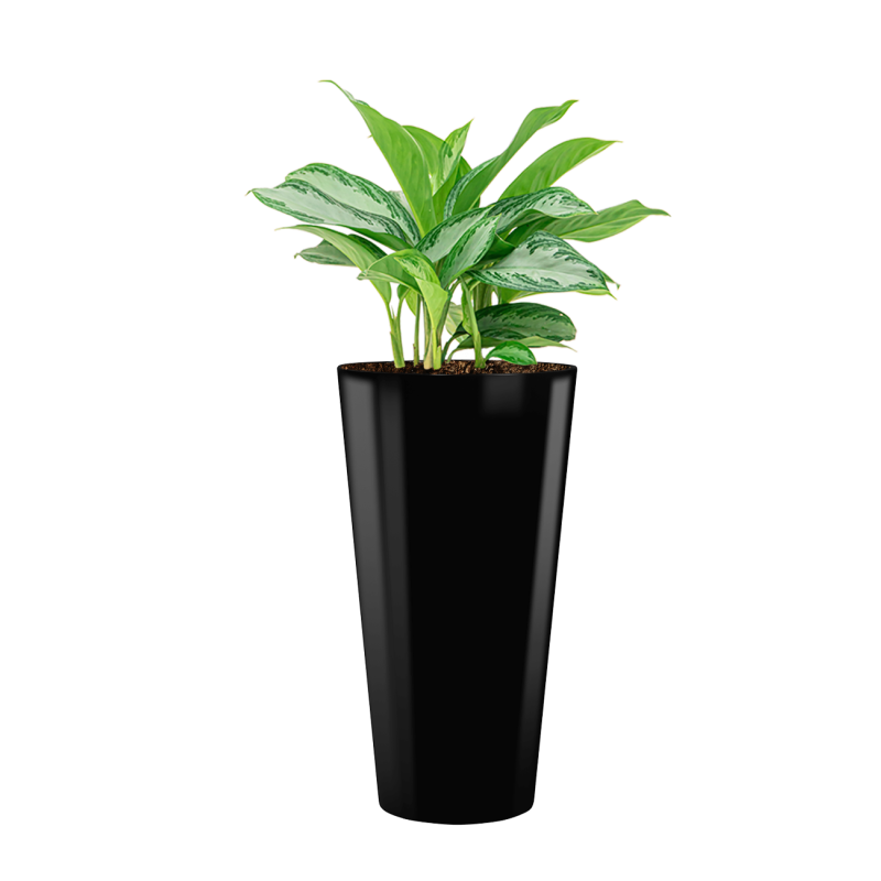 Aglaonema Silver Bay in Runner rond zwart