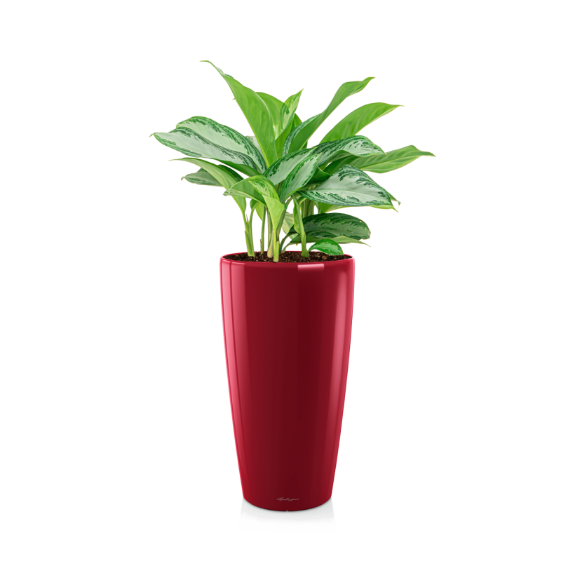 Aglaonema Silver Bay in watergevende Rondo rood