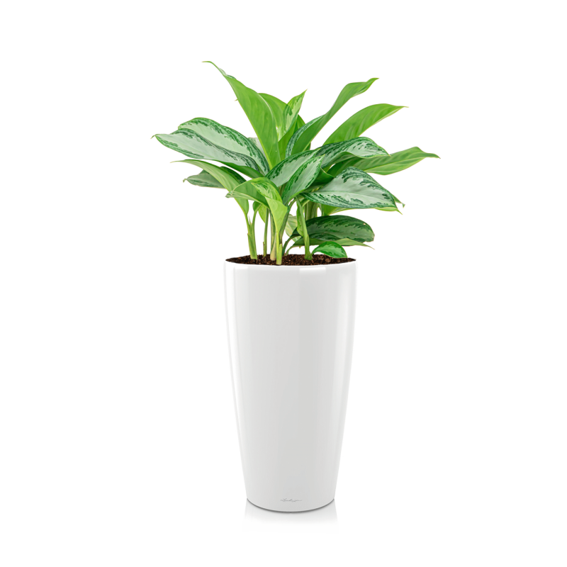 Aglaonema Silver Bay in watergevende Rondo wit