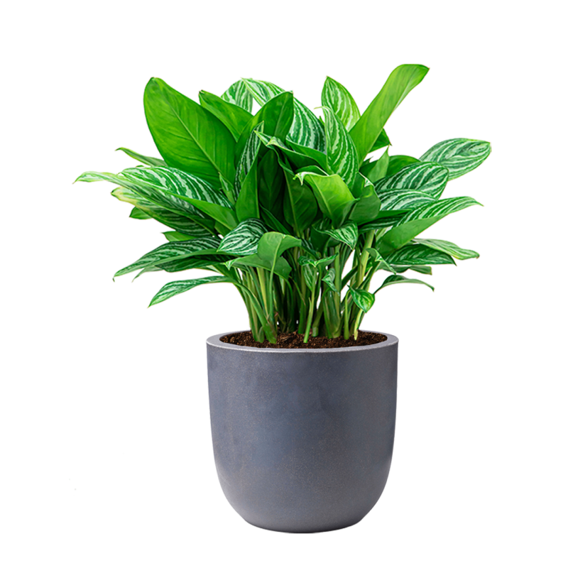 Aglaonema Stripes in Urban Smooth Egg Planter grijs