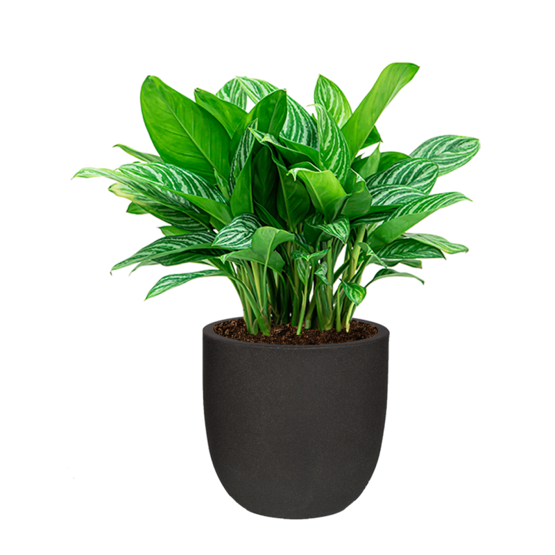 Aglaonema Stripes in Urban Smooth Egg Planter zwart