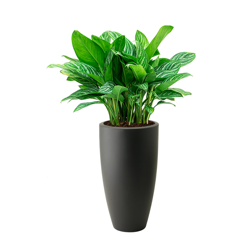 Aglaonema Stripes in Elho Pure Soft hoog antraciet