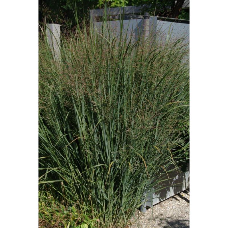 Panicum Heavy Metal - 6 stuks